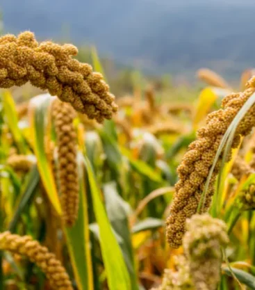 f48e4ead-8852-49ed-8f08-e34a7b1c0977